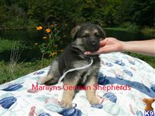 german shepherd puppy posted by mlwgermanshepherd