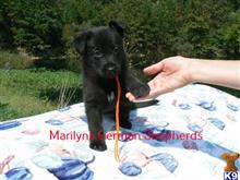 german shepherd puppy posted by mlwgermanshepherd