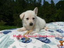 german shepherd puppy posted by mlwgermanshepherd