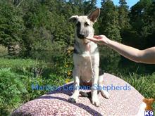german shepherd puppy posted by mlwgermanshepherd