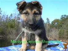 german shepherd puppy posted by mlwgermanshepherd