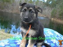 german shepherd puppy posted by mlwgermanshepherd