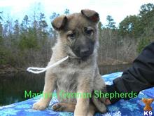 german shepherd puppy posted by mlwgermanshepherd