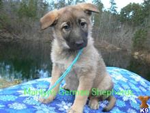 german shepherd puppy posted by mlwgermanshepherd