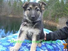 german shepherd puppy posted by mlwgermanshepherd