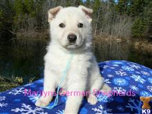 german shepherd puppy posted by mlwgermanshepherd