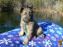 german shepherd puppy posted by mlwgermanshepherd