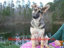 german shepherd puppy posted by mlwgermanshepherd