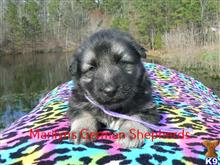 german shepherd puppy posted by mlwgermanshepherd
