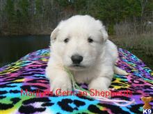 german shepherd puppy posted by mlwgermanshepherd