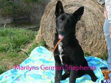 german shepherd puppy posted by mlwgermanshepherd