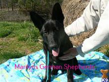 german shepherd puppy posted by mlwgermanshepherd