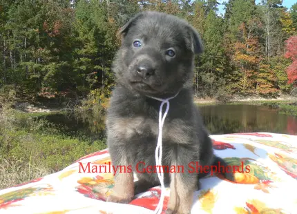 German Shepherd puppy for sale: Black and tan German Shepherd puppy sitting outdoors by a lake