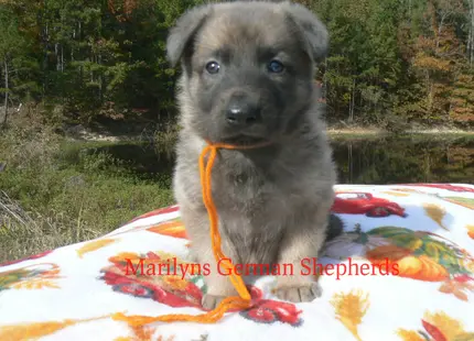 German Shepherd puppy for sale: Fluffy gray German Shepherd puppy with orange string in its mouth