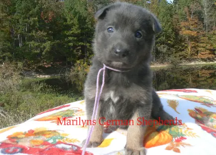 German Shepherd puppy for sale: Fluffy black and tan German Shepherd puppy sitting on a blanket