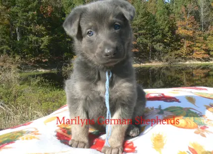 German Shepherd puppy for sale: Fluffy gray German Shepherd puppy sitting on a colorful blanket
