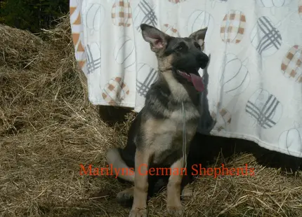 German Shepherd puppy for sale: Black and tan German Shepherd sitting on hay with tongue out