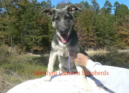 German Shepherd puppy for sale: Black and tan German Shepherd puppy sitting by a lake