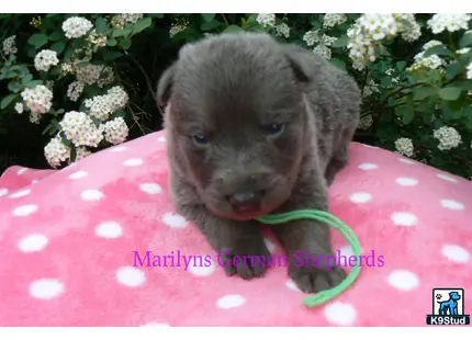 German Shepherd puppy for sale