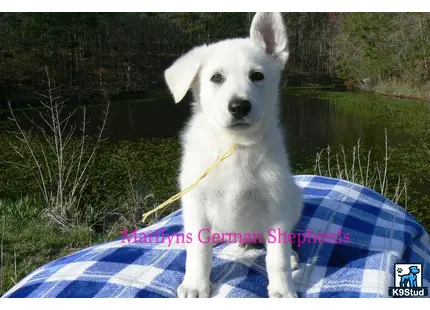 a white german shepherd dog with a stick in its mouth