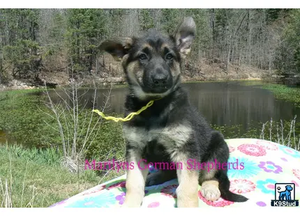 a german shepherd dog sitting on a blanket