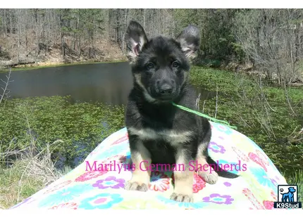 a german shepherd dog sitting on a blanket