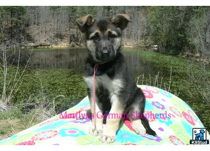 a german shepherd dog sitting on a surfboard