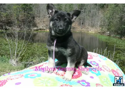 a german shepherd dog sitting on a surfboard