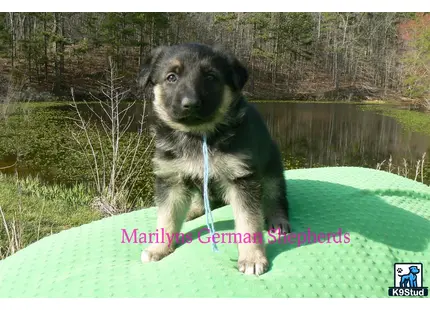 a german shepherd dog on a green blanket by a lake