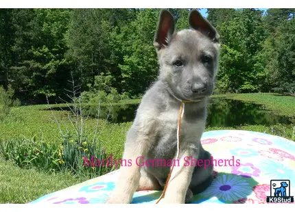 a german shepherd dog sitting on a blanket