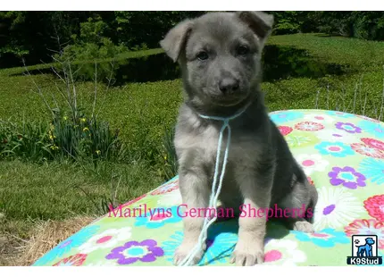 a german shepherd dog sitting on a blanket