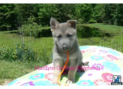 a german shepherd dog sitting on a blanket