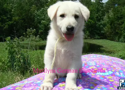 a white german shepherd dog sitting on a blanket