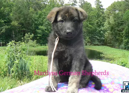 a german shepherd dog sitting on a rock