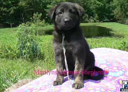 a german shepherd dog sitting on a blanket