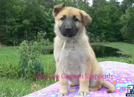 a german shepherd dog sitting on a blanket