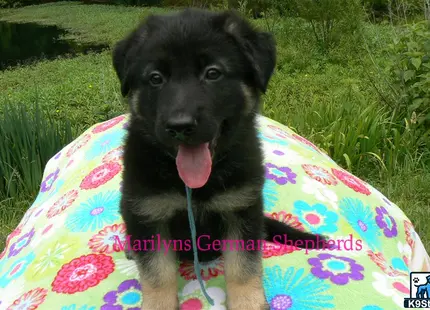 a german shepherd dog sitting on a blanket