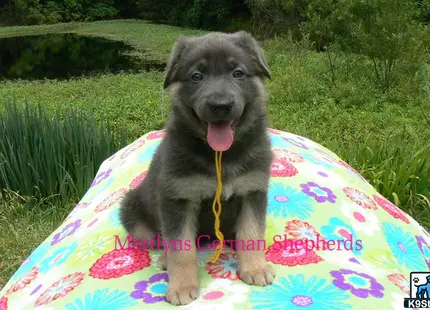 a german shepherd dog sitting on a blanket