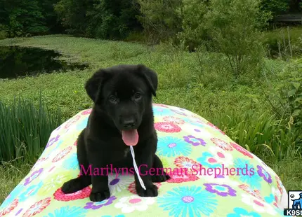 a german shepherd dog sitting on a blanket