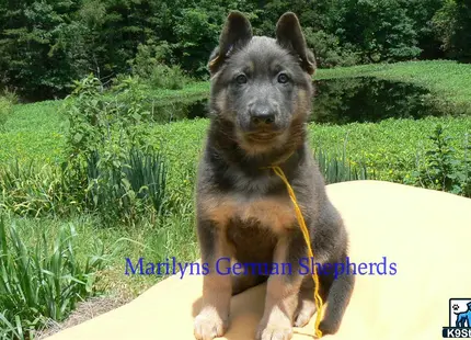 a german shepherd dog sitting on a rock