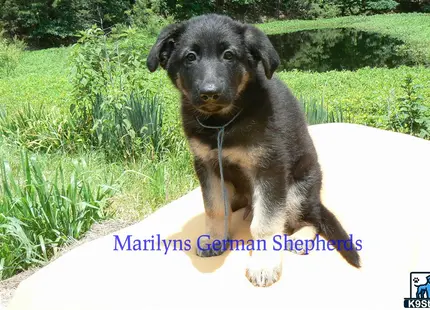 a german shepherd dog sitting on a white surface