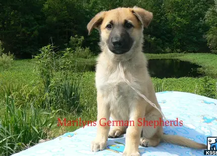 a german shepherd dog sitting on a blue blanket