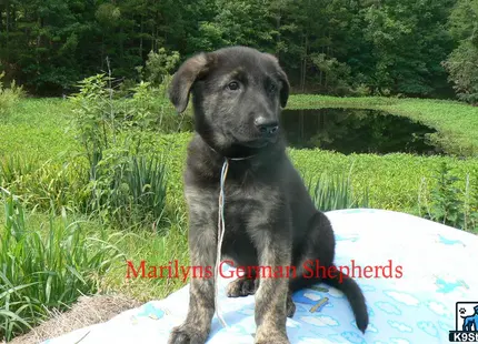 a german shepherd dog sitting on a rock