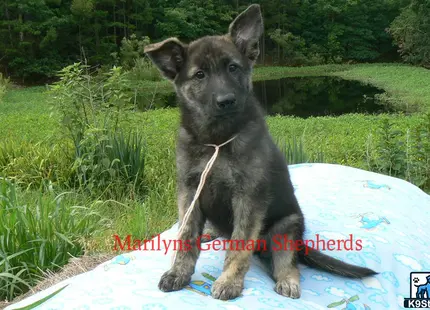 a german shepherd dog sitting on a surfboard