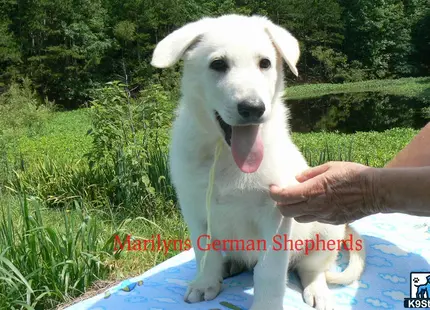 a person holding a german shepherd dog