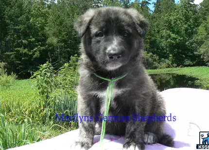 a german shepherd dog sitting on a rock