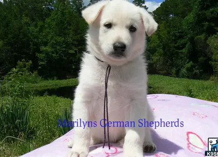 a white german shepherd dog on a leash