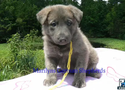 German Shepherd puppy