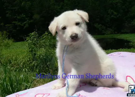 a german shepherd dog sitting on a blanket