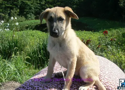 a german shepherd dog sitting on a blanket in a grassy area